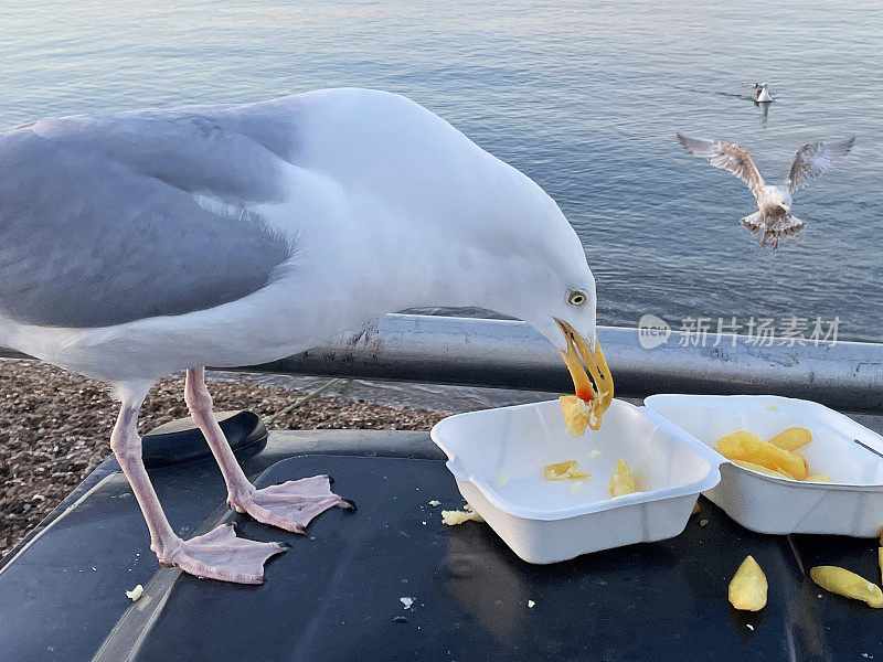 特写图像的鲱鱼鸥(Larus argentatus)栖息在海边黑色，硬塑料垃圾桶垃圾桶，清除鱼和薯条从一次性，外卖盒，海鸥漂浮在海上背景